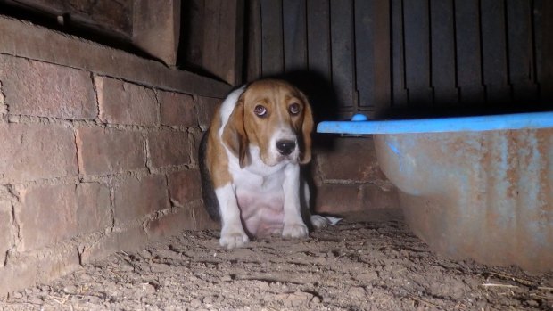 The squalid scenes at an unlicensed puppy factory in Inverell triggered a NSW parliamentary inquiry. 