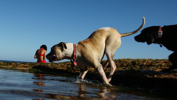 Experts say dogs are happy enjoying the company of other dogs.