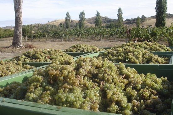 Harvest in Murrumbateman, in the Canberra district wine region.