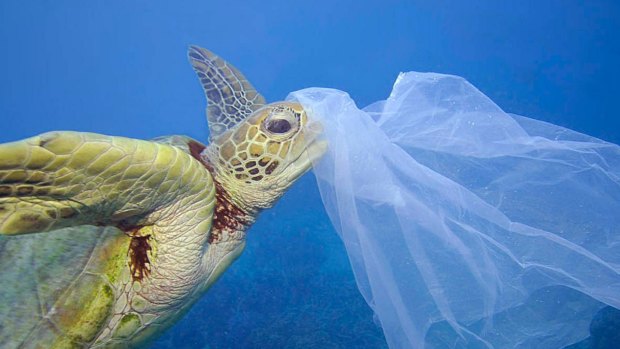 Marine life under threat: A sea turtle with a plastic bag on its nose.