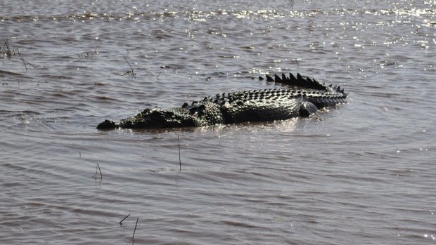 The crocodile that took part of a woman's arm has been captured and destroyed.