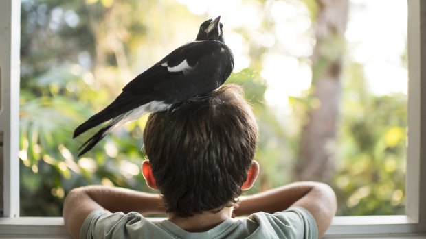 A magpie named 'Penguin' was welcomed into the Bloom family.