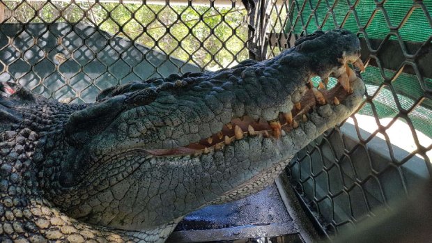 A crocodile transferred from Port Douglas recently to a crocodile farm.