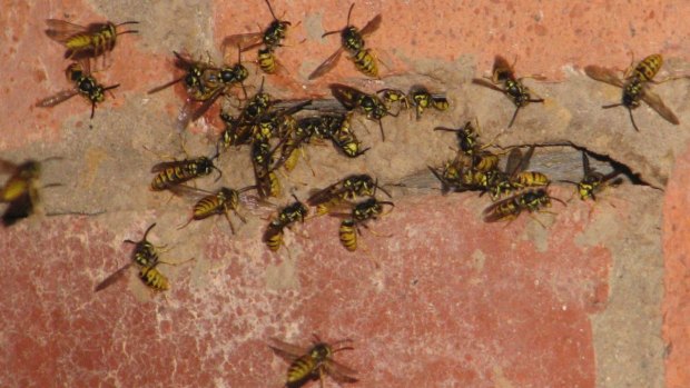 European wasp numbers have spiked in the ACT.