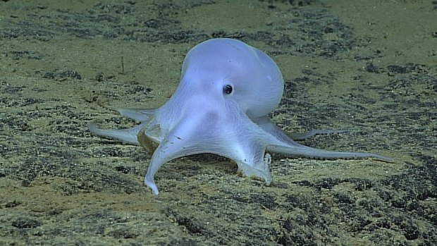 Scientists say they have discovered what might be a new species of octopus while searching the Pacific Ocean floor near the Hawaiian Islands. 