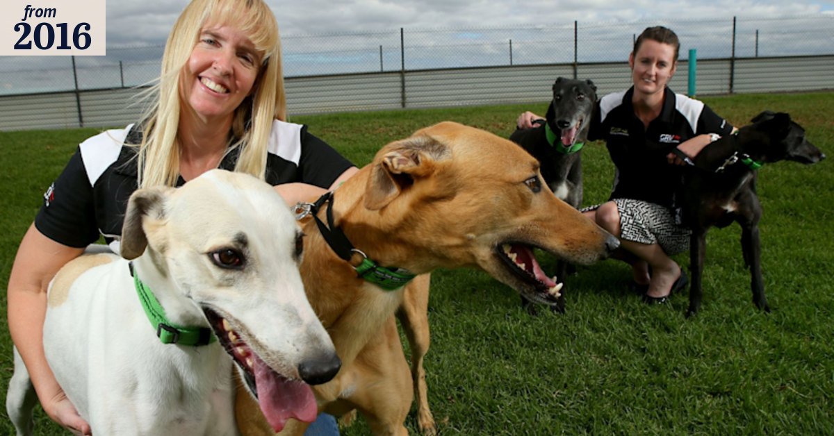 Once race track stars, greyhound dogs are looking for new homes