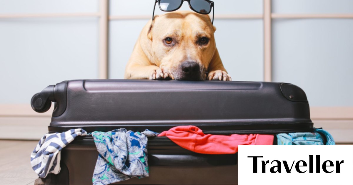 Can You Take Your Dog On A Plane In Australia