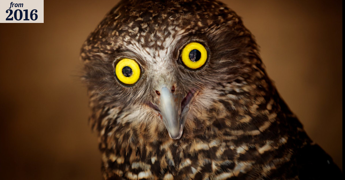 Tracking the nighttime travels of the cryptic powerful owl