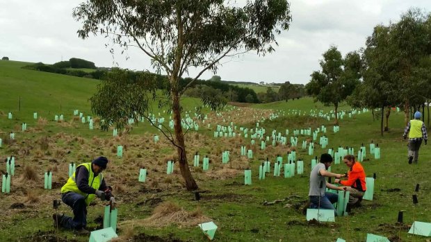 Volunteers planting indigenous tubestock in Bellbrae.