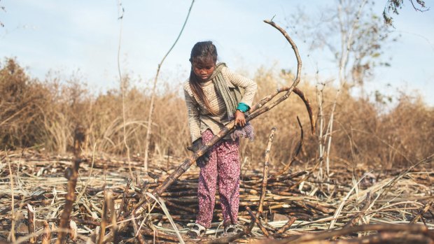 Cambodian children work on sugar plantations to earn money for their families.