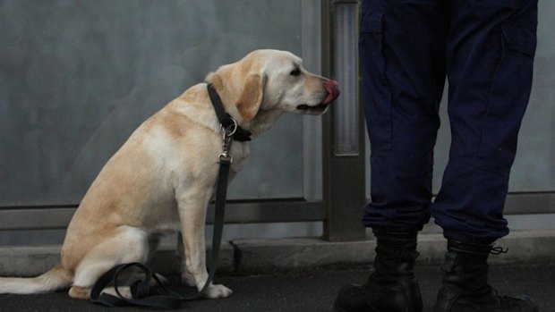 The Age - NEWS - 31 December 2008 - New Year s Eve - Generic - A Police sniffer dog in action inspecting revellers at the Sensation Dance Paty . Picture by Paul Rovere SPECIAL 00000001