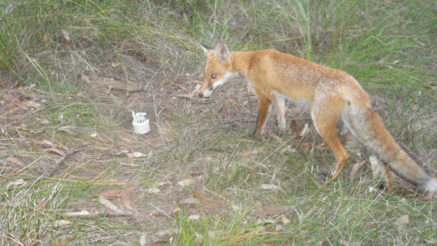 A feral fox in a NSW national park.