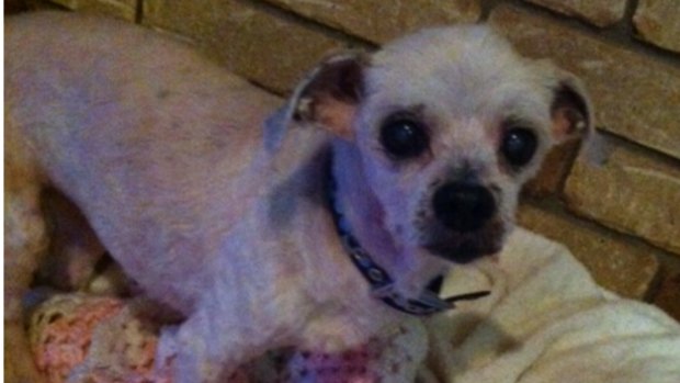 Roxie, 10, was discovered near Toowoomba's tip.