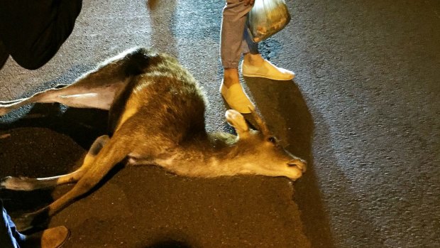 The deer, moments after it was hit by a car and killed on Old South Head Road on Friday night.