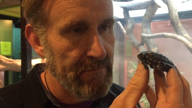 Canberra Reptile Park owner Peter Child with the baby turtle which a Sydney man tried to steal by placing in his pocket.