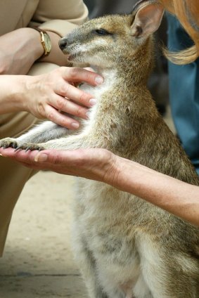 More than 300 agile wallabies were destroyed over 19 months.