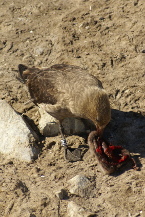 A dead Adelie penguin chick is food for another bird.