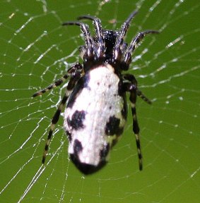 the zombie spider, cyclosa argenteoalba