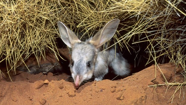 The bilby is endangered in Queensland, due to predation by foxes and cats.