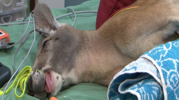 Marloo the red kangaroo during his treatment.