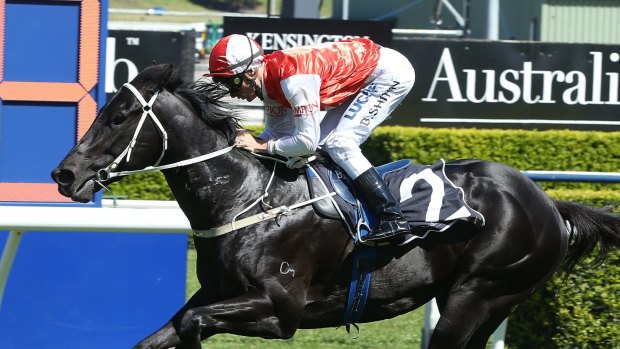 On the move: Kuro will be based in Melbourne in a bid to get more group 1 racing, 