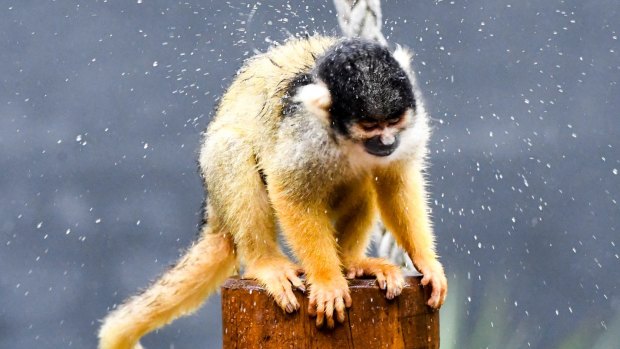 A Squirrel Monkey enjoys much welcomed rain following back-to-back above 37 degree temperatures.  