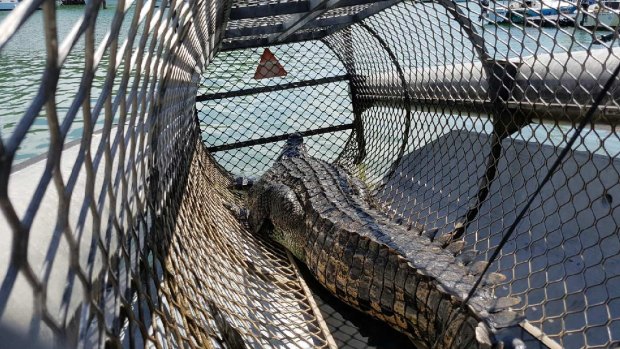 The crocodile was held at a government facility until appropriate accommodation could be found.