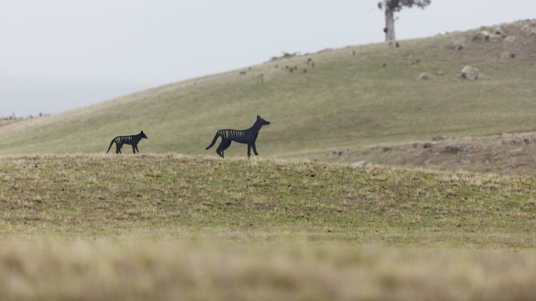 Eye on the tiger: trailing the elusive thylacine