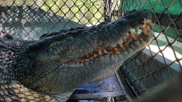 The crocodile transferred from Port Douglas to a crocodile farm.