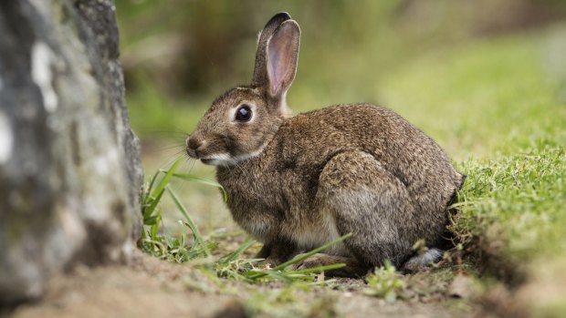A rabbit makes itselt at home at Wakehurst Golf Club.