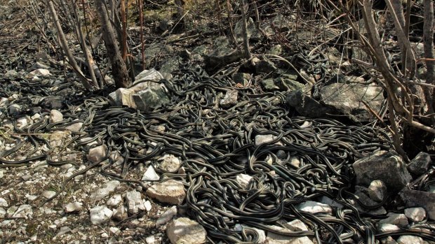 Thousands of red-sided garter snakes gather in a huge mating aggregation each spring in Manitoba, Canada. The males do not eat for three weeks in a frenzy of courtship of mating. 