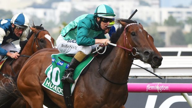 Looking for a bonus: Humidor wins the Australian Cup and heads to Sydney with nothing left to prove.