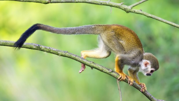 This common squirrel monkey (Saimiri sciureus) has an aversion to loss similar to humans.