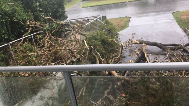 State Environment Minister Steven Miles was trapped in his home when Sunday's storm brought down power lines in the Mount Coot-tha electorate.