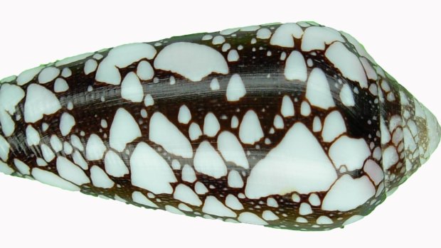 University of Queensland Professor Paul Alewood has looked deep inside the venom of the conus episcopatus snail.