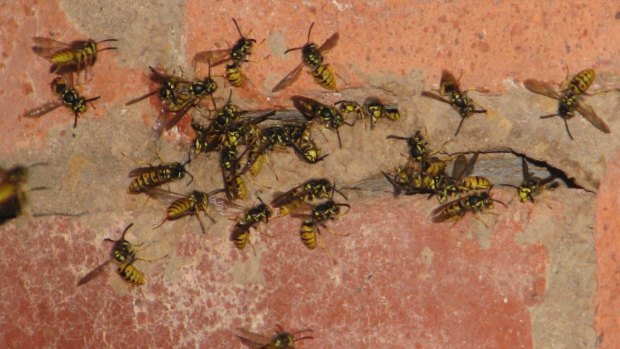 The ACT government has banned Canberrans from 'keeping or supplying' European wasps
