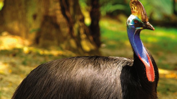 The casque on the head of the cassowary is "spongy", an expert says.