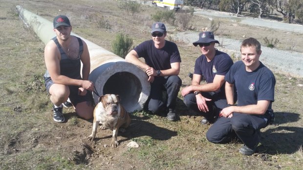 Chief the Bulldog with his owner Billy Blacka and ACT Fire & Rescue specialist rescue firefighters who spent two hours trying to rescue Chief before he wriggled himself out.