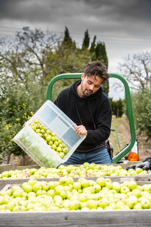 A Learmonth local helps with the 2021 Michelin cider apple harvest 