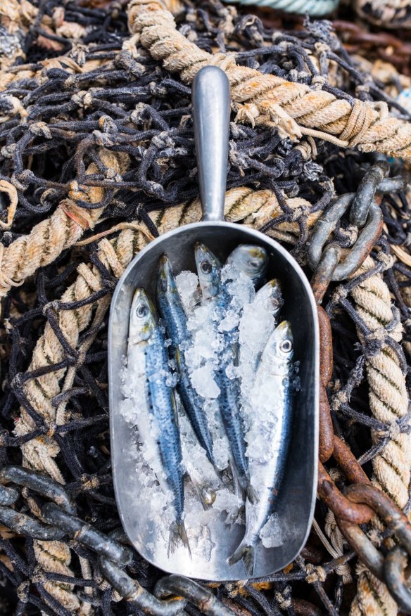 Victorian sardines, also known as bloaters, blue bait and mulies, depending on where in Australia you are fishing for them.