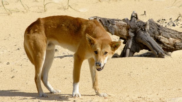 The dingo has an essential role in suppressing feral cat populations.