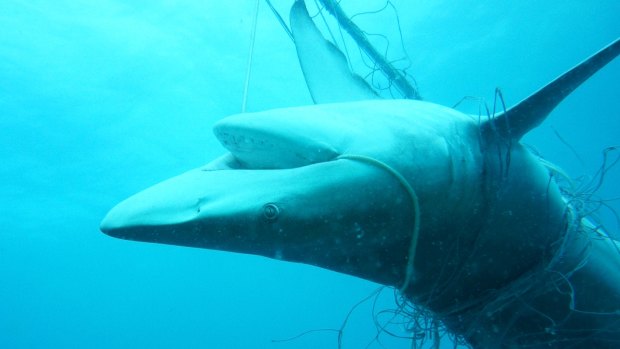 A dead dusky whaler shark entangled in nets off Lennox Head in December.
