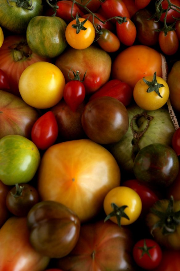 Heirloom tomatoes are more sensitive to ethylene than store-bought varieties.