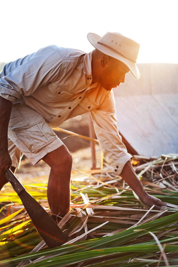 Husk Distillers manager Quentin Brival cutting cane.