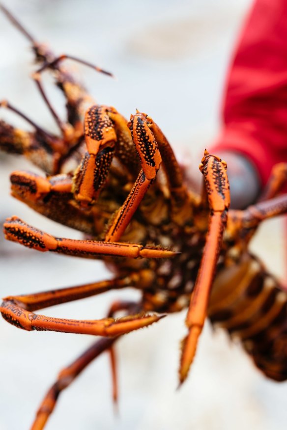 Crayfish from the waters of Flinders Island.