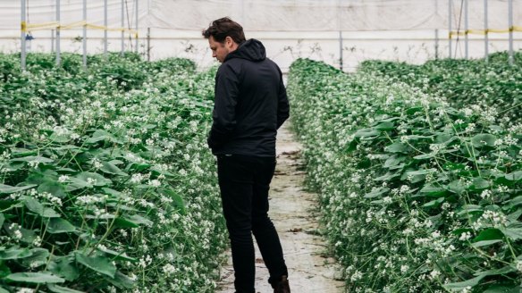 James Viles inspecting the produce at Shima Wasabi.