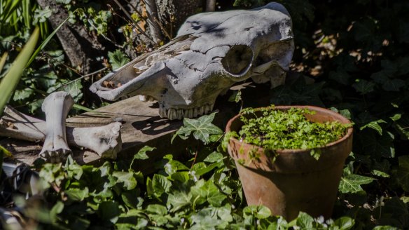 Blood and bone? Garden sculpture with chervil.