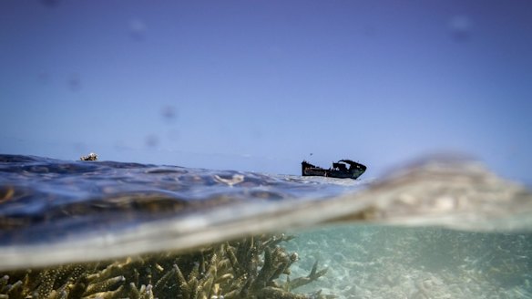 Coral bleaching at the Great Barrier Reef.