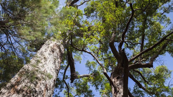 Questions have been raised about the government's long-term commitment to the emissions reduction fund.