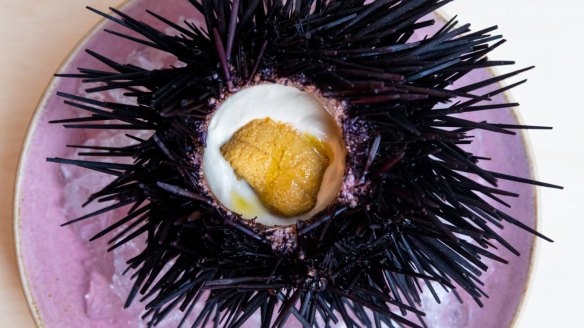 Sea urchin at Alpha in Sydney's CBD.